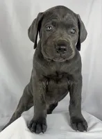 Cane Corso Orange collar, a male Cane Corso for sale in Buda, TX – 1 of 4