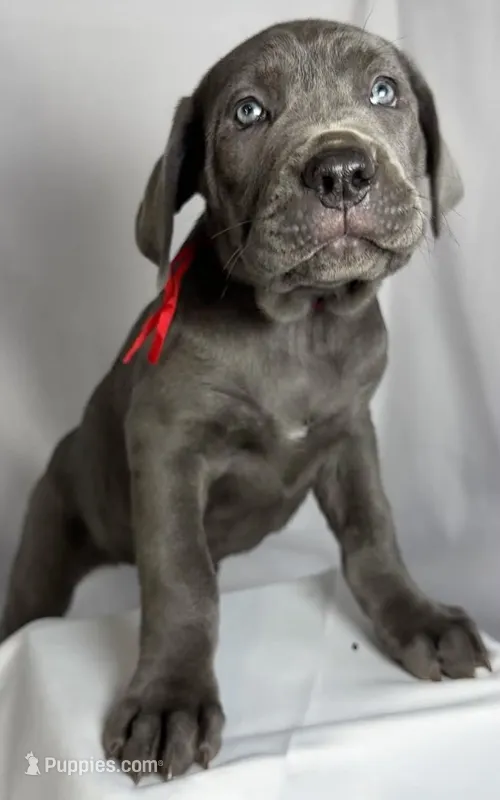 Red Collar – Cane Corso puppy for sale in Buda, TX