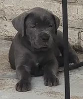Black collar, a male Cane Corso for sale in Buda, TX – 5 of 10