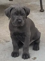 Black collar, a male Cane Corso for sale in Buda, TX – 4 of 10