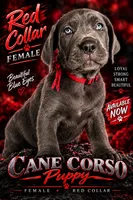 Red Collar, a female Cane Corso for sale in Buda, TX – 1 of 8