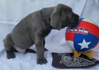 Black collar, a male Cane Corso for sale in Buda, TX – 7 of 10