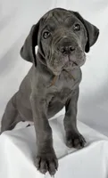 Cane Corso Brown Collar, a male Cane Corso for sale in Buda, TX – 1 of 4