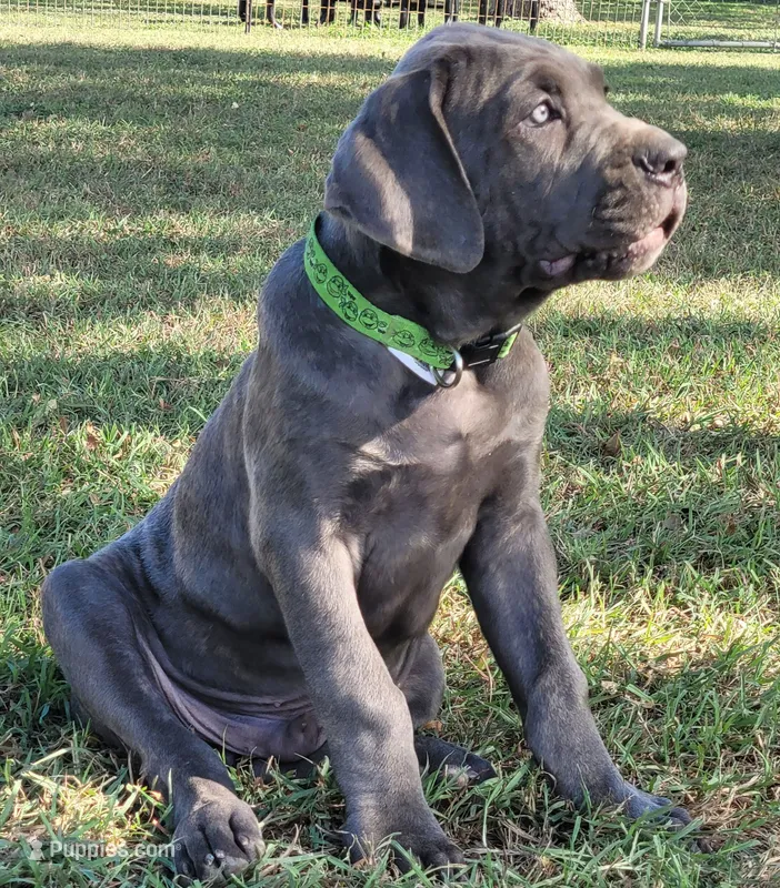 Cane Corso Green collar – Cane Corso puppy for sale in Buda, TX