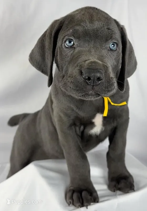 Cane Corso yellow collar💛 – Cane Corso puppy for sale in Buda, TX