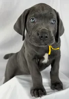 Cane Corso yellow collar💛, a male Cane Corso for sale in Buda, TX – 1 of 4