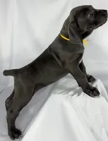 Cane Corso yellow collar💛, a male Cane Corso for sale in Buda, TX – 2 of 4