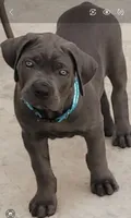 Blue Collar, a male Cane Corso for sale in Buda, TX – 4 of 7
