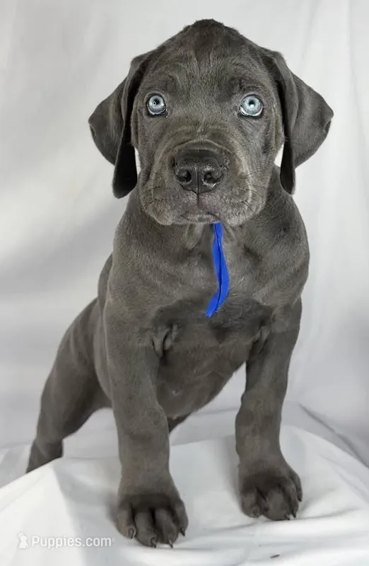 Blue Collar – Cane Corso puppy for sale in Buda, TX