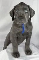 Blue Collar, a male Cane Corso for sale in Buda, TX – 2 of 7
