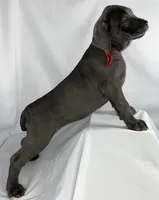 Red Collar, a female Cane Corso for sale in Buda, TX – 3 of 8