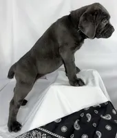 Black collar, a male Cane Corso for sale in Buda, TX – 3 of 10