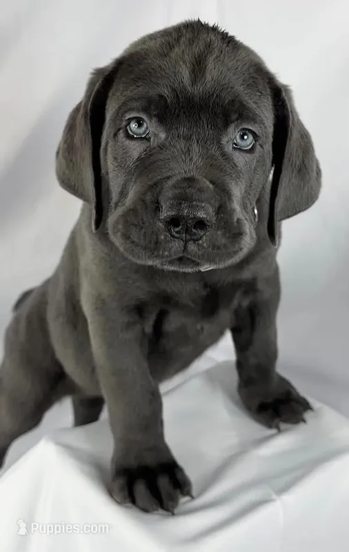 Black collar – Cane Corso puppy on hold in Buda, TX