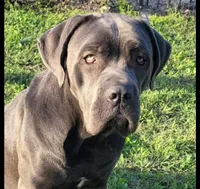 Black collar, a male Cane Corso for sale in Buda, TX – 10 of 10