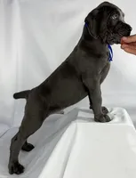 Blue Collar, a male Cane Corso for sale in Buda, TX – 3 of 7