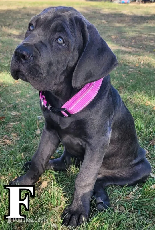 Cane Corso Pink Collar, a female Cane Corso for sale in Buda, TX – 1 of 2