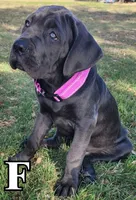 Cane Corso Pink Collar, a female Cane Corso for sale in Buda, TX – 1 of 2