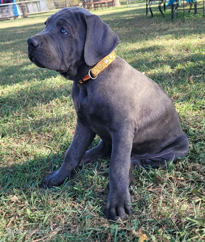 Cane Corso Orange collar – Cane Corso puppy for sale in Buda, TX