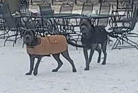 Black collar, a male Cane Corso for sale in Buda, TX – 9 of 10