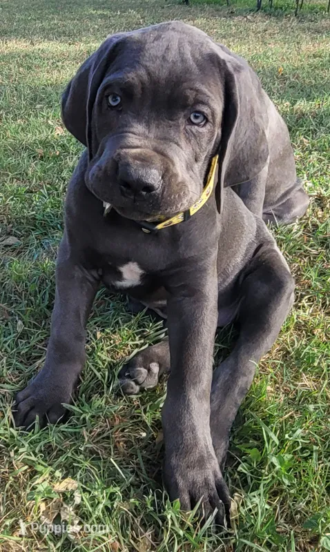 Cane Corso yellow collar💛 – Cane Corso puppy for sale in Buda, TX