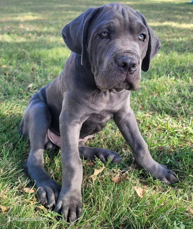 Cane Corso Brown Collar – Cane Corso puppy for sale in Buda, TX