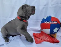Red Collar, a female Cane Corso for sale in Buda, TX – 4 of 8