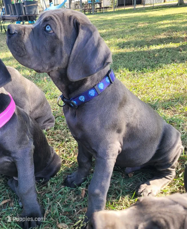 Cane Corso Blue Collar – Cane Corso puppy for sale in Buda, TX