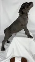 Cane Corso Brown Collar, a male Cane Corso for sale in Buda, TX – 2 of 4