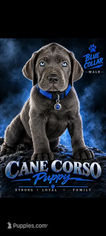 Blue Collar – Cane Corso puppy for sale in Buda, TX