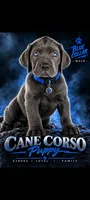 Blue Collar, a male Cane Corso for sale in Buda, TX – 1 of 7