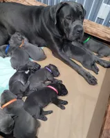 Red Collar, a female Cane Corso for sale in Buda, TX – 5 of 8