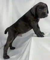 Cane Corso Orange collar, a male Cane Corso for sale in Buda, TX – 2 of 4