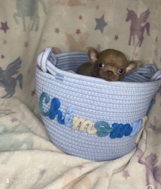 Bryce  – Chihuahua puppy for sale in Jacksonville, FL