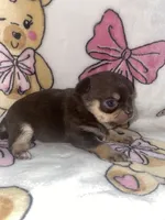 Betsey , a female Chihuahua for sale in Jacksonville, FL – 10 of 10