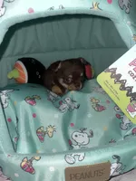 Yang, a male Chihuahua for sale in Jacksonville, FL – Photo 3 of 7