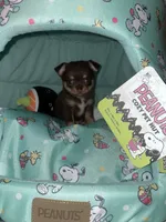 Yang, a male Chihuahua for sale in Jacksonville, FL – Photo 1 of 7