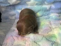 Yang, a male Chihuahua for sale in Jacksonville, FL – Photo 7 of 7