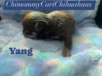 Yang, a male Chihuahua for sale in Jacksonville, FL – Photo 4 of 7