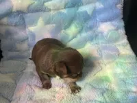 Yang, a male Chihuahua for sale in Jacksonville, FL – Photo 6 of 7