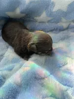 Yang, a male Chihuahua for sale in Jacksonville, FL – Photo 5 of 7