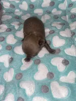 Bryce , a male Chihuahua for sale in Jacksonville, FL – 3 of 5