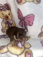 Betsey , a female Chihuahua for sale in Jacksonville, FL – 6 of 10