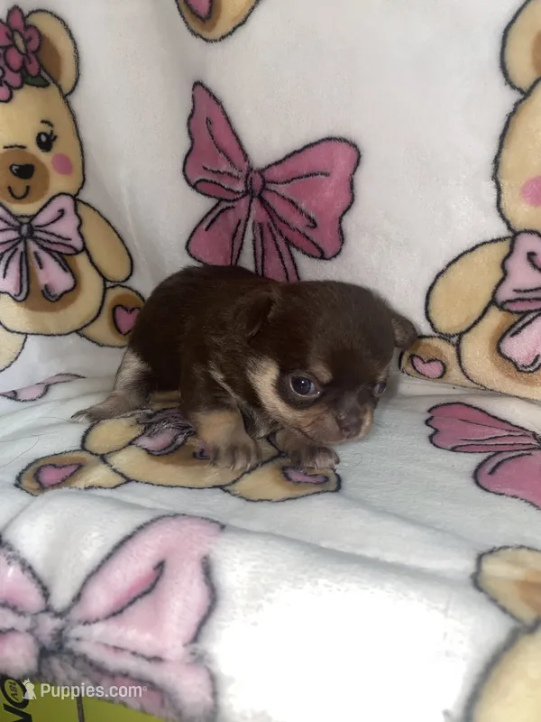 Betsey  – Chihuahua puppy for sale in Jacksonville, FL