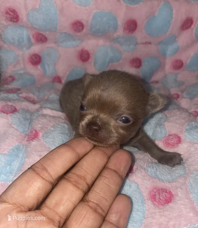 Trinity  – Chihuahua puppy on hold in Jacksonville, FL