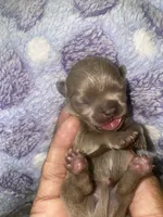 Bryce , a male Chihuahua for sale in Jacksonville, FL – 5 of 5