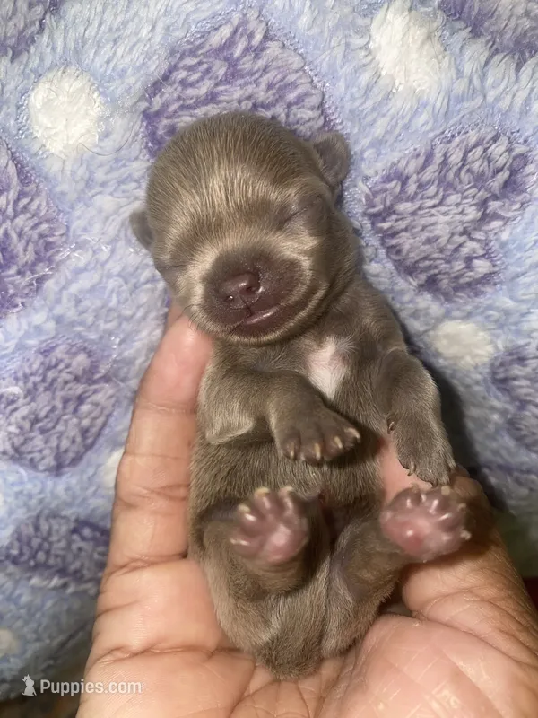 Trinity  – Chihuahua puppy for sale in Jacksonville, FL
