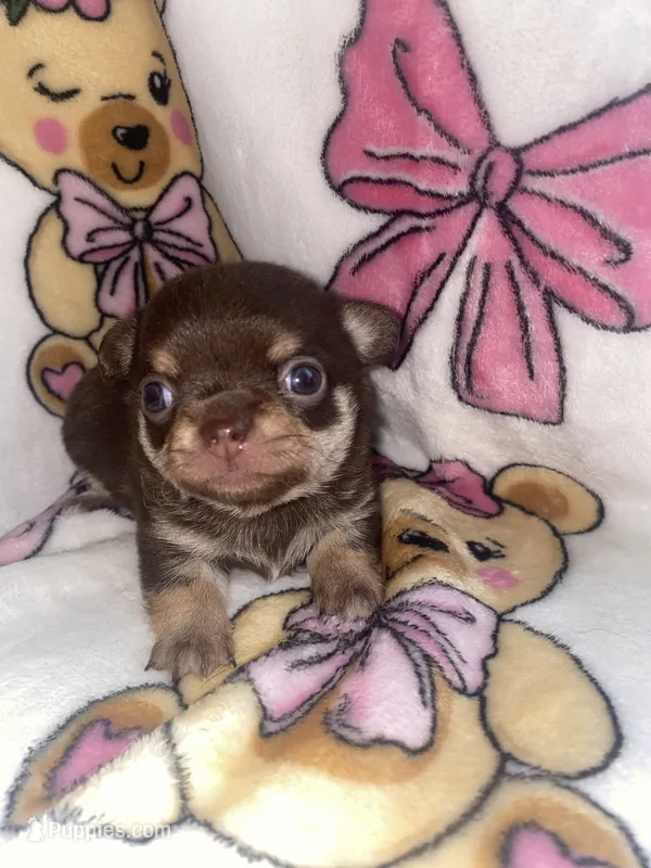Betsey  – Chihuahua puppy for sale in Jacksonville, FL