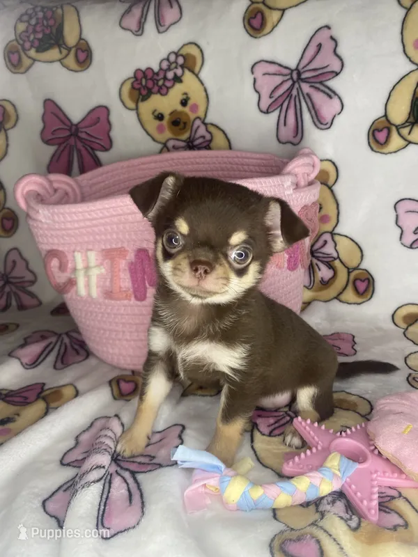 Betsey  – Chihuahua puppy for sale in Jacksonville, FL