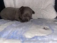 Frappe, a male Chihuahua for sale in Jacksonville, FL – Photo 4 of 10