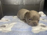 Frappe, a male Chihuahua for sale in Jacksonville, FL – Photo 3 of 10